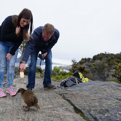 Meeting the Buff Weka
