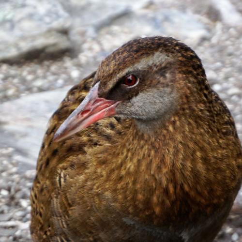 Mr Buff Weka eye to eye