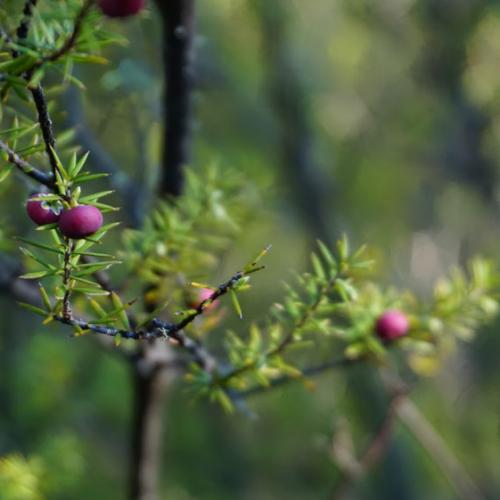 NZ Native plants thrive her