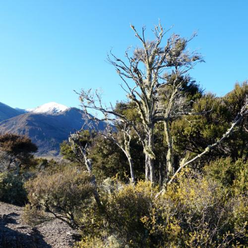 Stevensons Island Summit