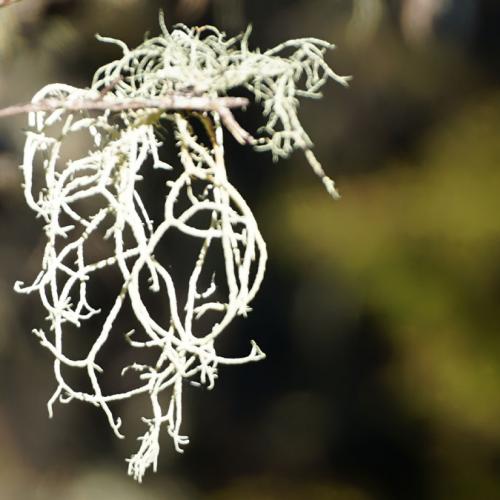 Nature weaves a myriad of p