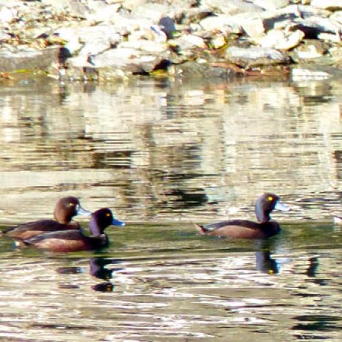 Native Scaup Stevensons I